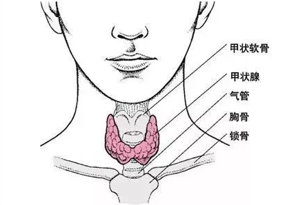 有了甲状腺结节要注意些什么?四个方面教您调节